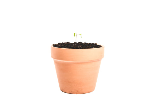 single sprout in a pot