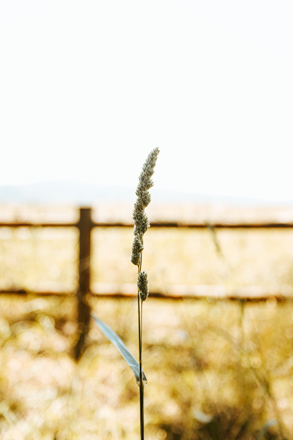 single stock of ornamental grass