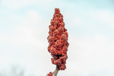 single sumac branch