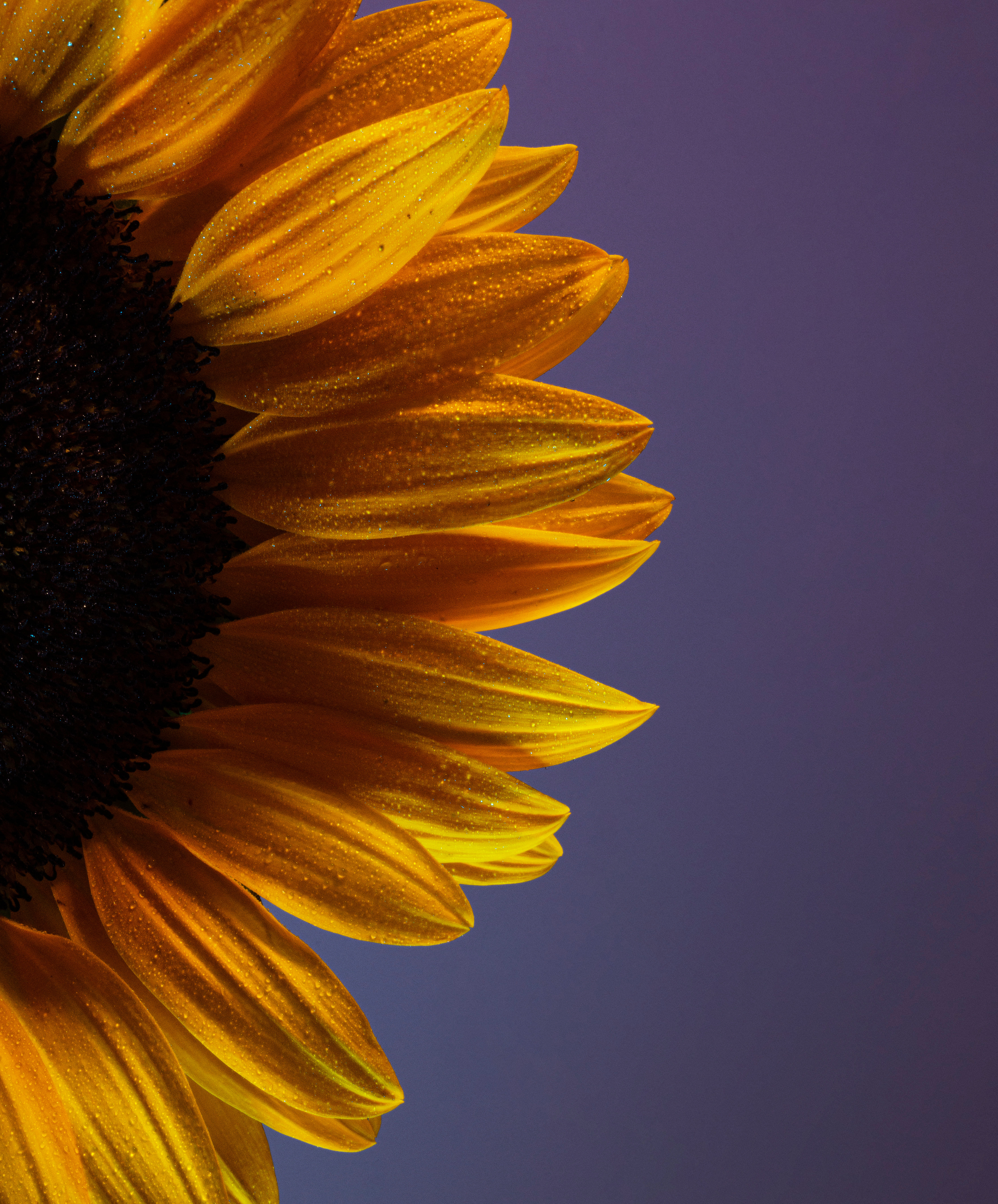 Sunflowers Wallpaper - iPhone, Android & Desktop Backgrounds