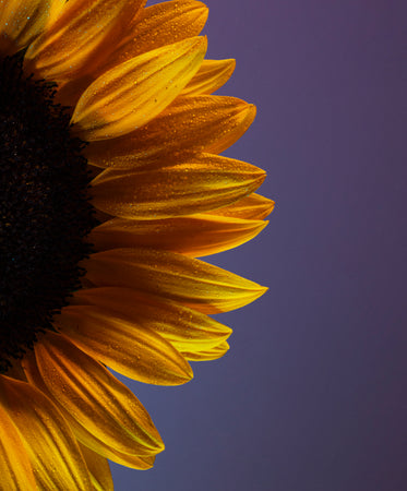 single sunflower after rainfall