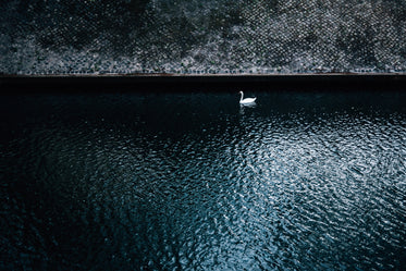 single swan floats on dark blue water