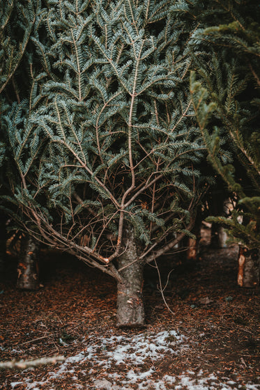 single tree resting on snow