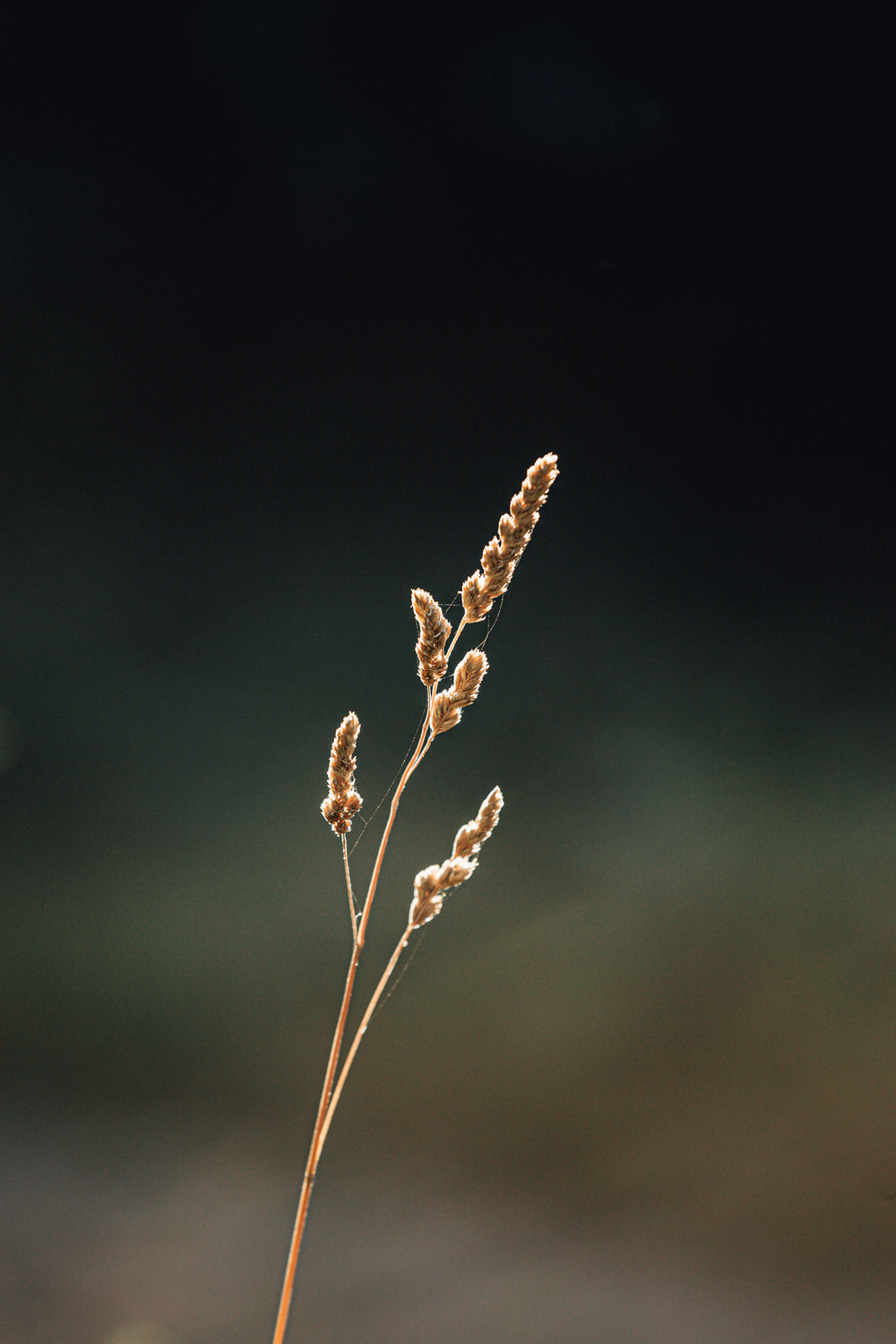 single wheat sheaf against a green background