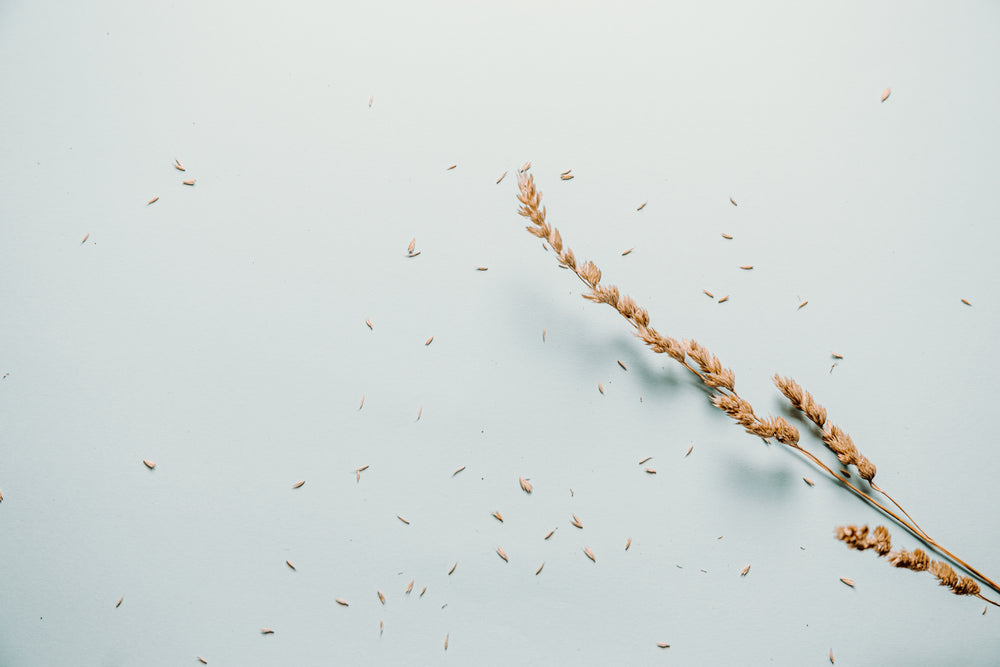 single wheat sheaf lays against a lit blue background