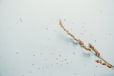single wheat sheaf lays against a lit blue background