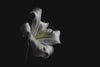 single white lily against black