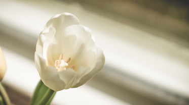 single white tulip