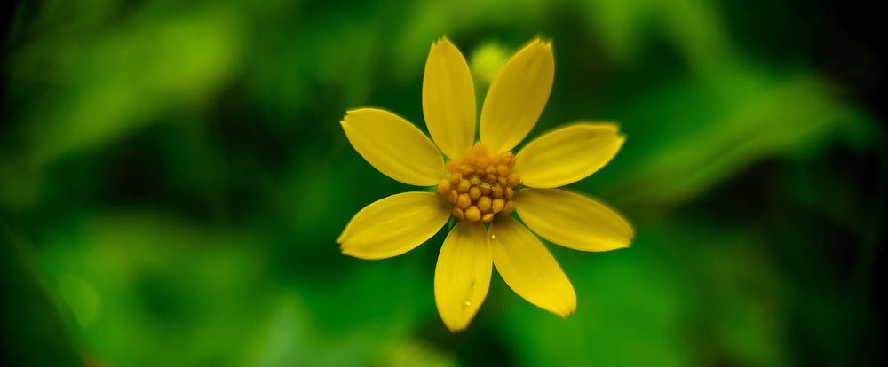 single yellow flower in middle of the frame