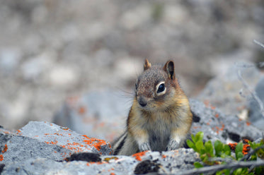 sitting squirrel