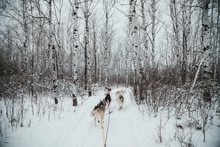 sled-dog-team-on-path-in-snow-covered-poplar-forest-in-winter.jpg?width=746&format=pjpg&exif=0&iptc=0