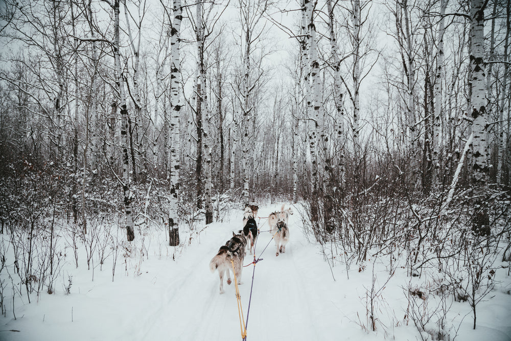 sled dog team on path in snow-covered poplar forest in winter