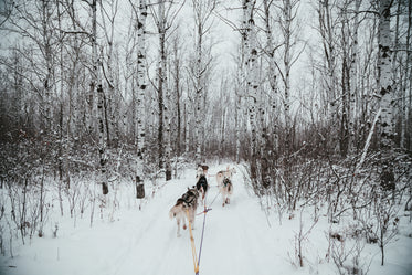 sled dog team on path in snow-covered poplar forest in winter