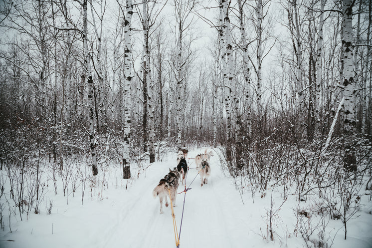 Sled Dog Team On Path In Snow-covered Poplar Forest In Winter