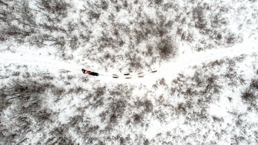 sled dog team trekking through snow-covered poplar forest