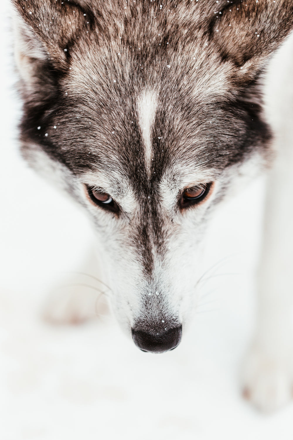 sled dog with warm brown eyes lowers nose to ground