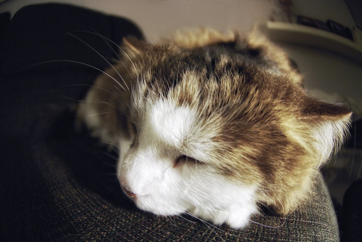sleeping-cat-close-up.jpg?width=746&form