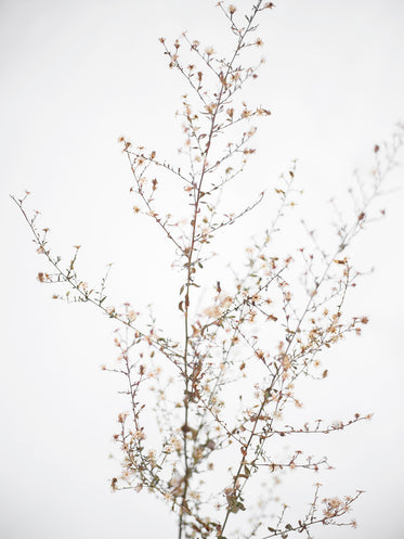slender bronze twigs against a frosty white background