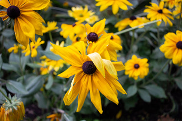 slightly wilted yellow flowers