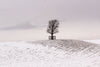 small bare tree on snowy hillside