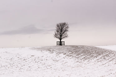 Free Stock Photo of Small Bare Tree On Snowy Hillside — HD Images