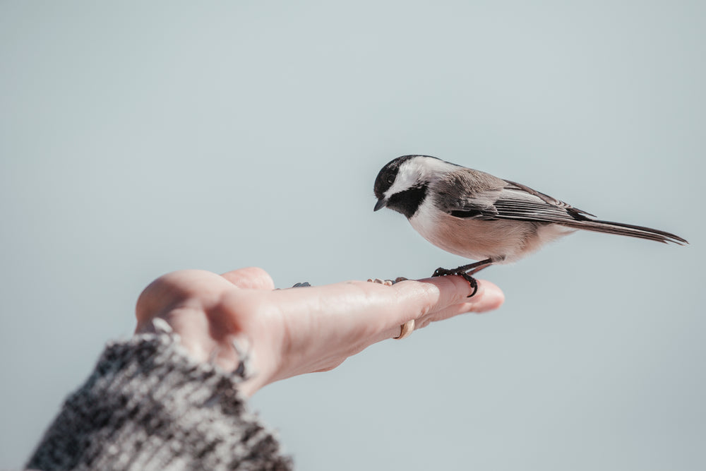 small bird eats in the palm of a hand