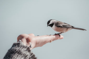 small bird eats in the palm of a hand