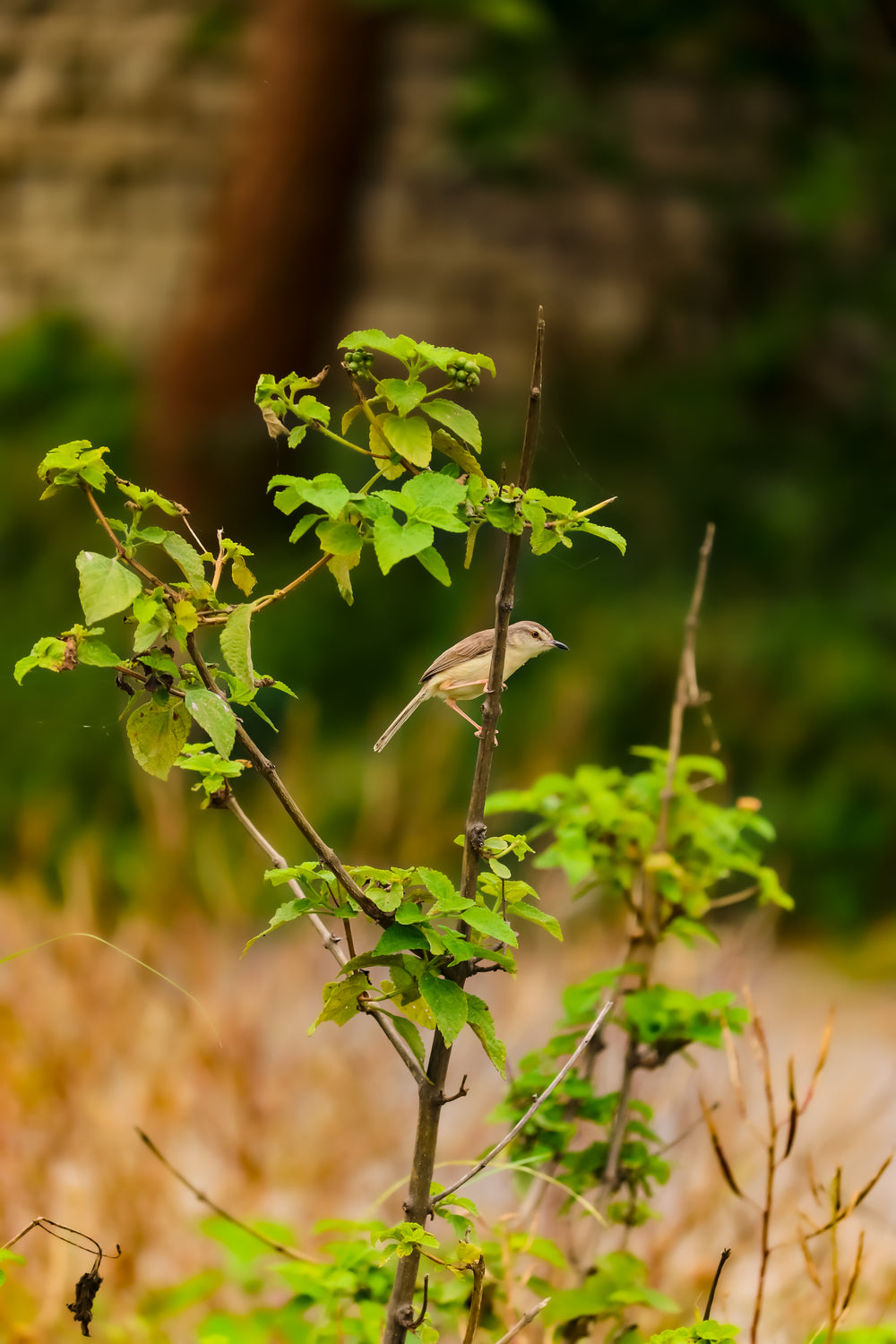 small bird holds onto the center of a small tree