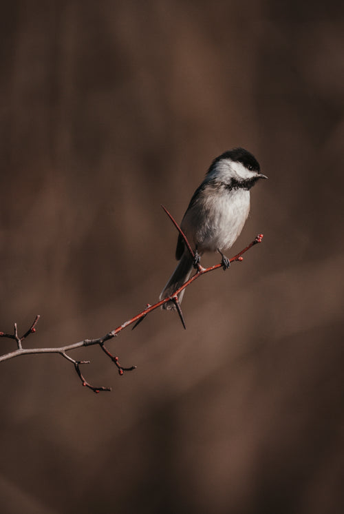 small bird sits on a bare tree branch