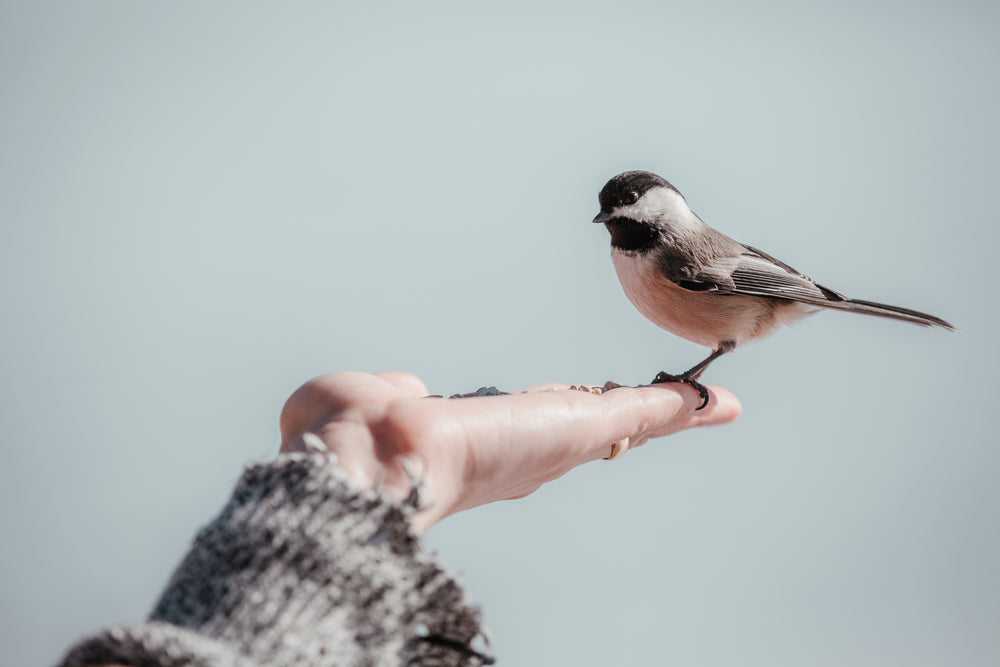 small bird stands in a persons hand