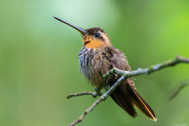 small bird with a long thin beak sits on wooden branch