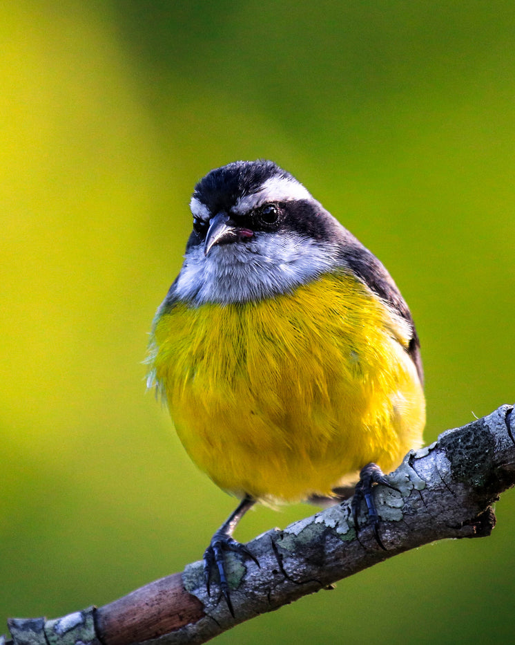 small black and white bird with a yellow belly - Secure Weightloss pills That Work