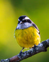 small black and white bird with a yellow belly