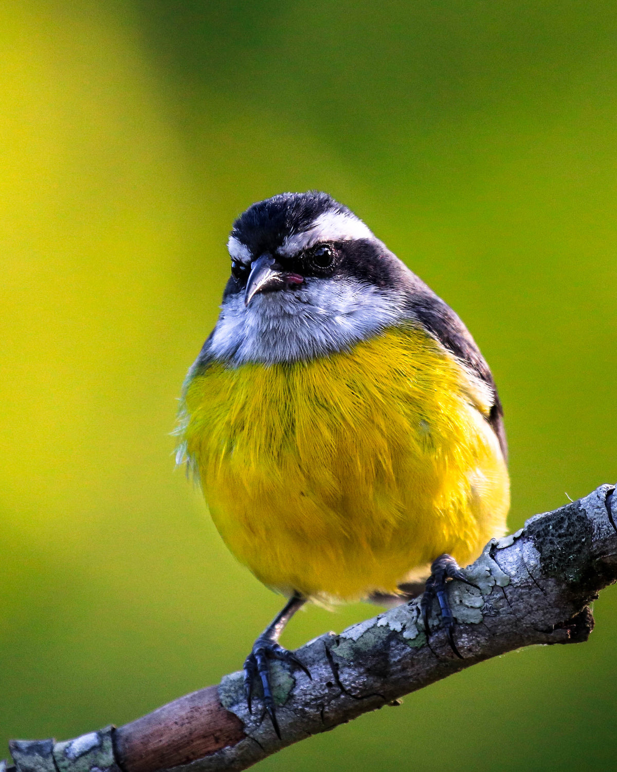 small black and white bird with a yellow belly