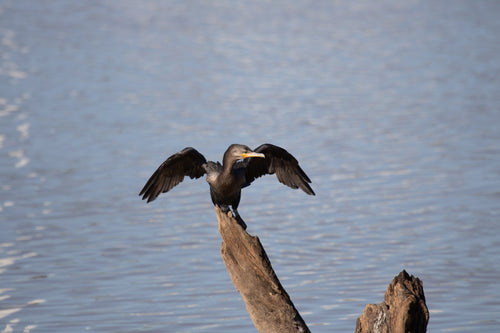 small black bird lands on a piece of driftwood