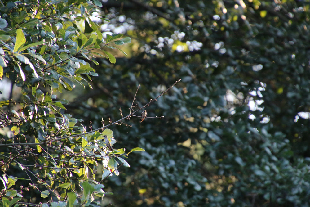 small brown bird on a branch