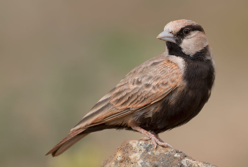 small brown bird perched on rock