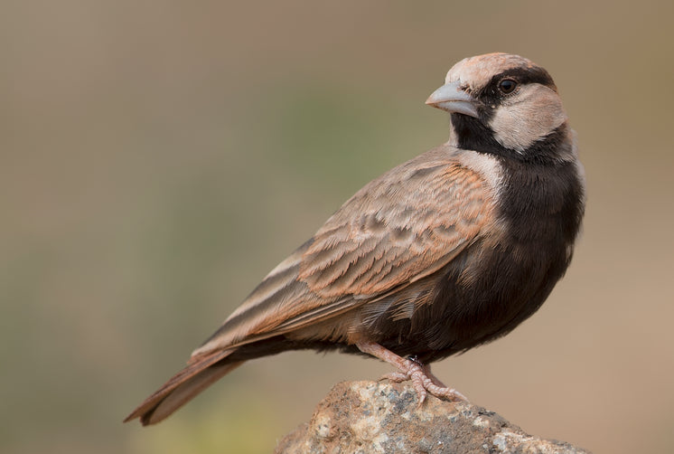 small-brown-bird-perched-on-rock.jpg?wid