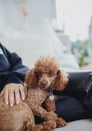 small brown dog sits next to a person