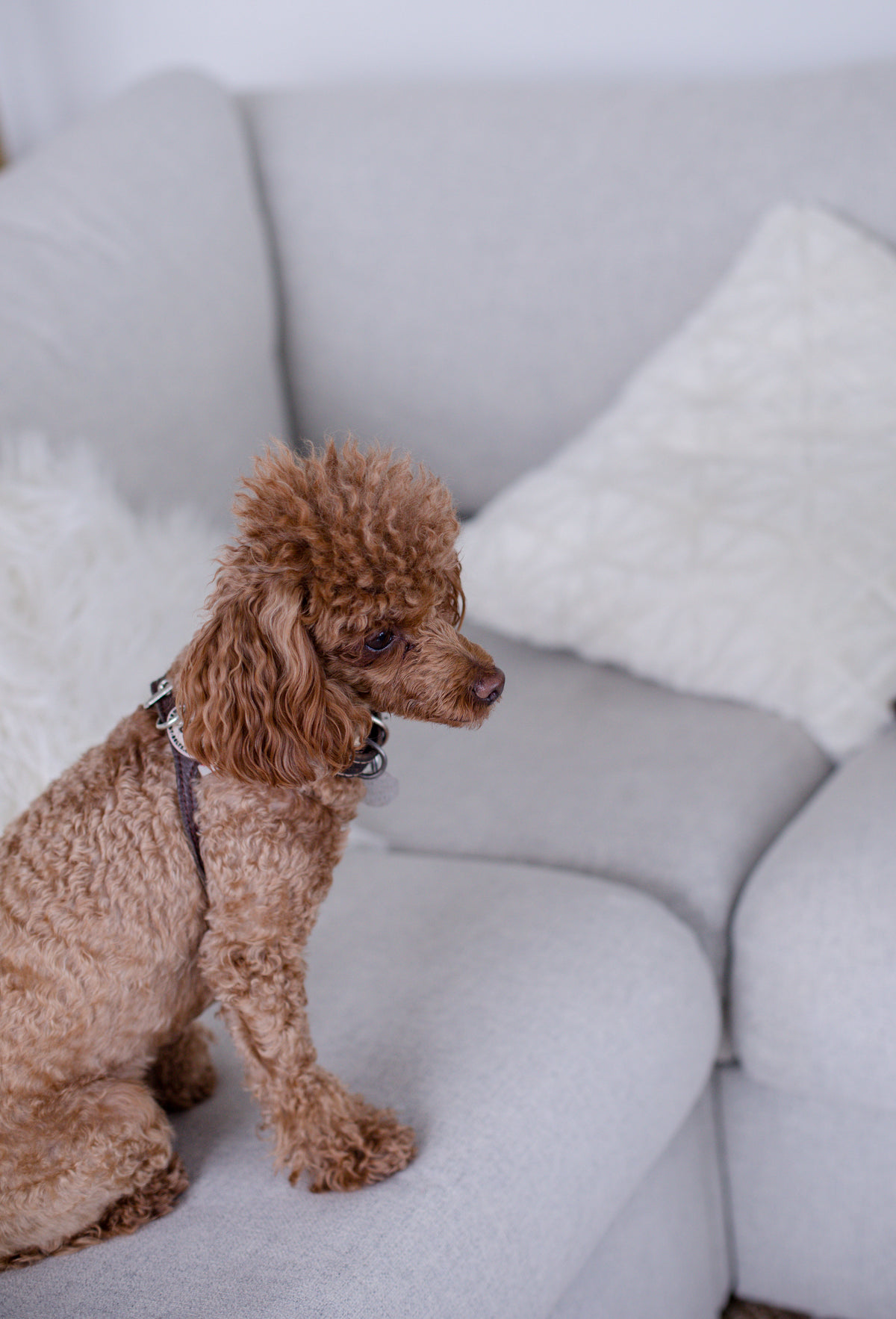 small brown dog sits on a couch