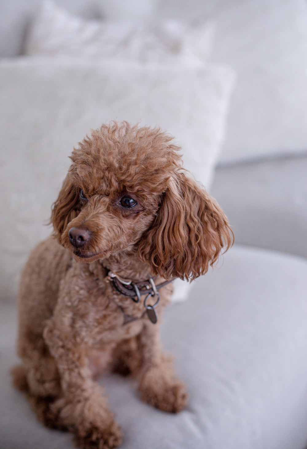 small brown dog sits on a white couch