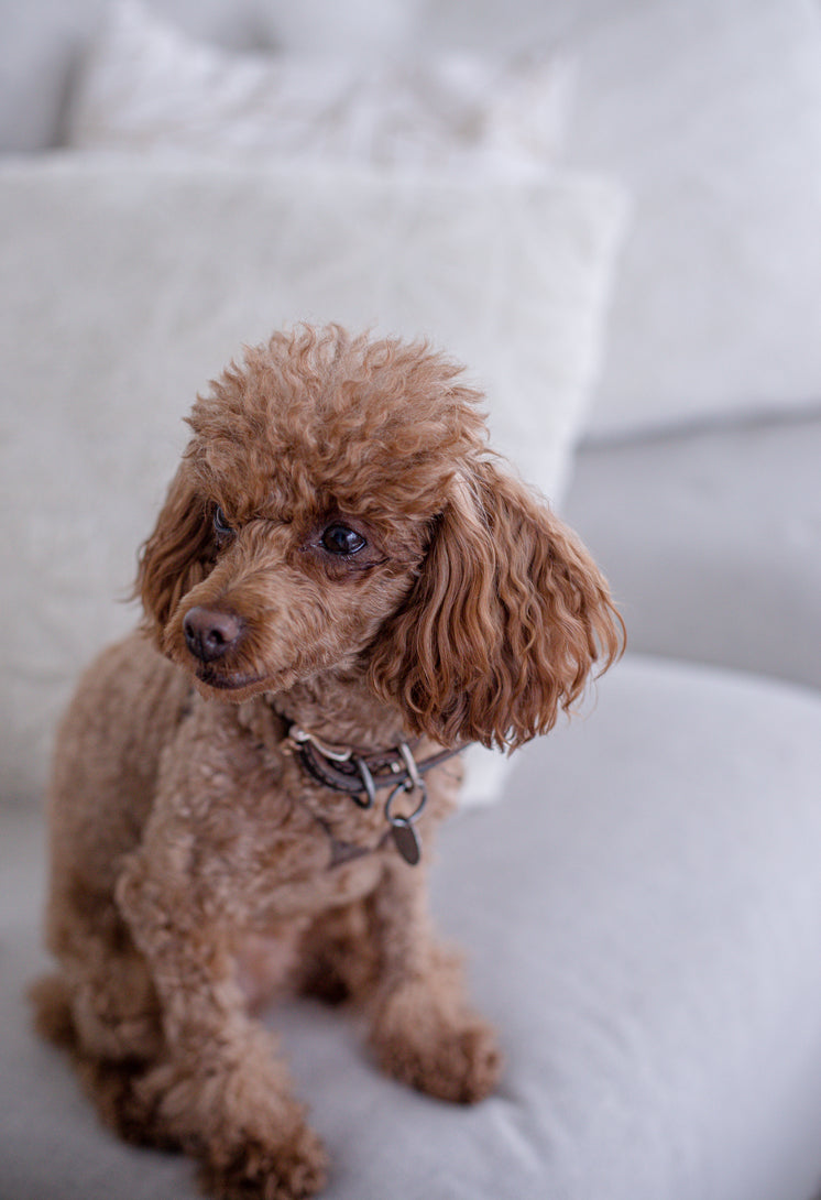 Small Brown Dog Sits On A White Couch