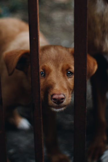 small brown puppy stares through a fence