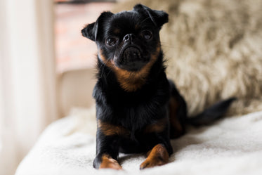 small brussels griffon dog looks at the camera