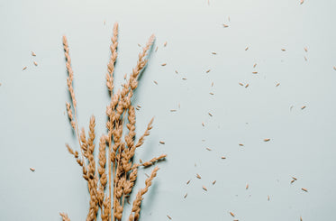 small bundle of wheat on a blue background