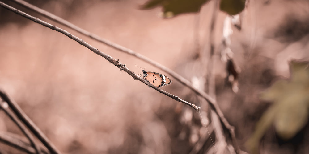 small butterfly takes a moment on a wooden stick