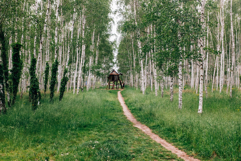 small cabin in a forest of birch trees