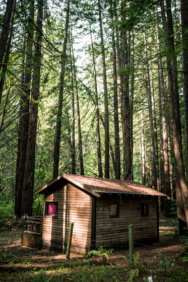 small cabin in the woods