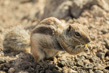 small chipmunk eating seeds