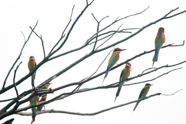 Small Colored Birds Perched On Bare Tree Branches